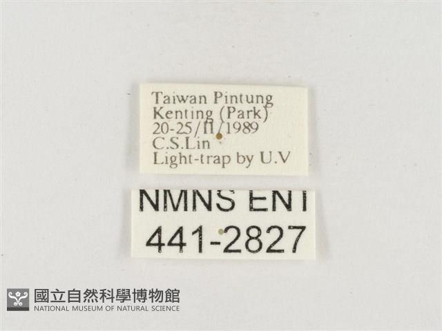 小白紋毒蛾藏品圖，第3張