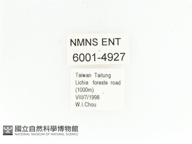 藍艷白點花金龜藏品圖，第2張