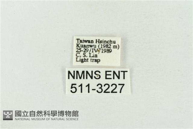 印華波紋蛾藏品圖，第3張