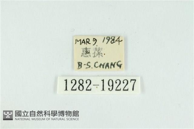 藹環波紋蛾藏品圖，第3張