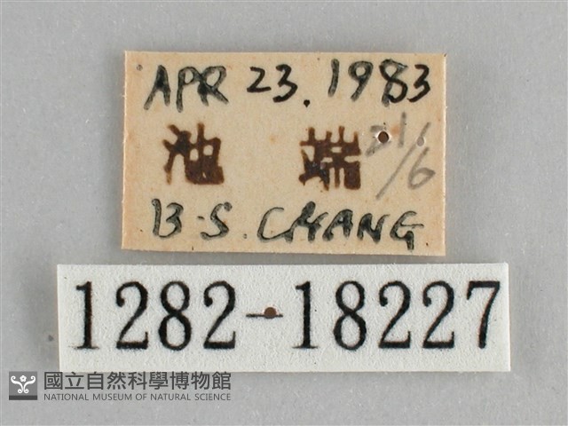 臺灣環蛺蝶藏品圖，第3張