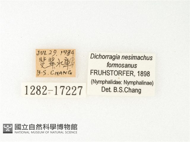 流星蛺蝶藏品圖，第3張
