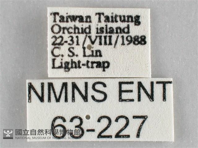 一點擬燈蛾藏品圖，第3張