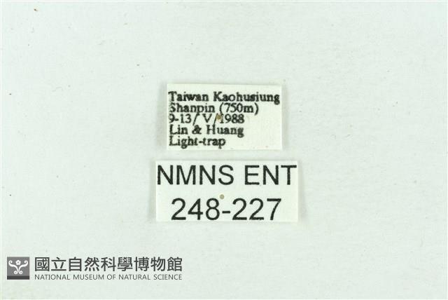 菊池污燈蛾藏品圖，第3張