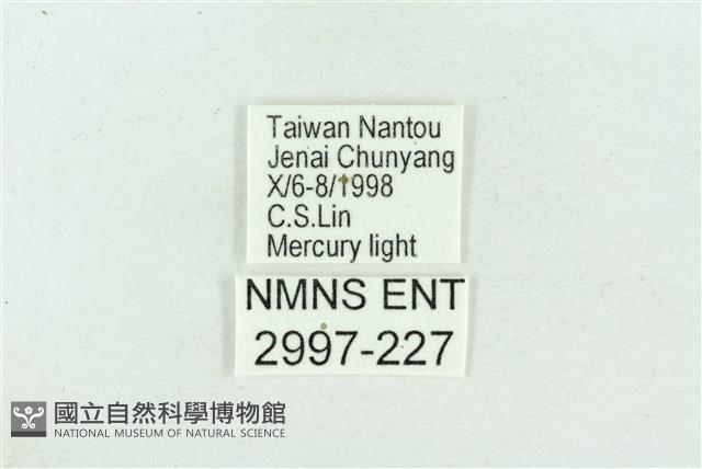 粉紅帶散紋夜蛾藏品圖，第3張