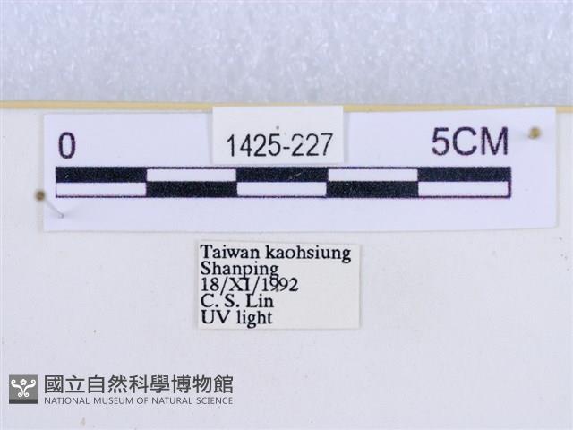 閃光苔蛾藏品圖，第3張