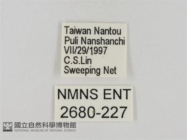 淡褐脈粉蝶藏品圖，第3張