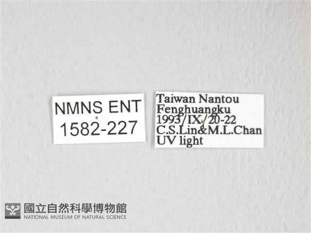 黃豹天蠶蛾藏品圖，第3張