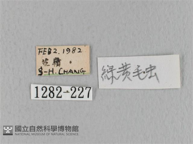 青枯葉蛾藏品圖，第3張