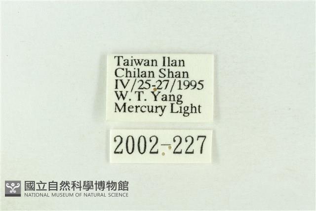 棍棒污燈蛾藏品圖，第3張