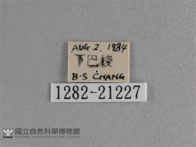 黃星弄蝶藏品圖，第3張