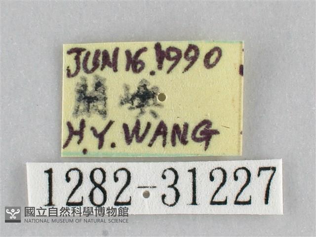 霜天蛾藏品圖，第3張