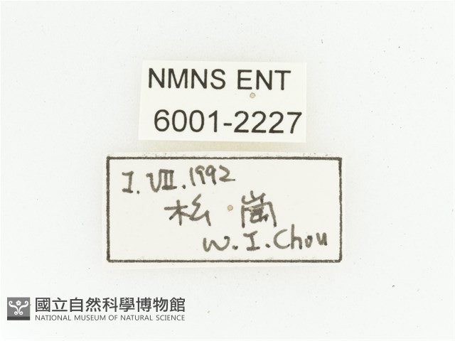 艷邊花金龜藏品圖，第2張