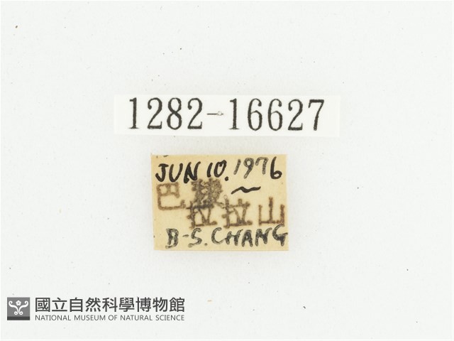 叉斑陷紋金龜藏品圖，第2張
