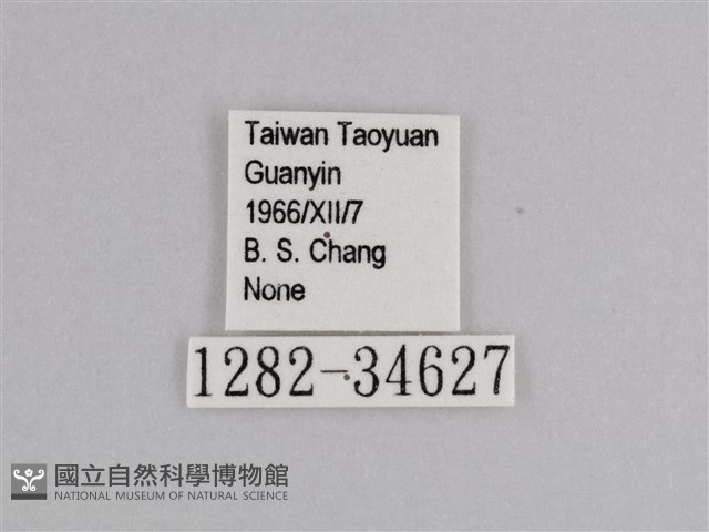 樺斑蝶藏品圖，第3張