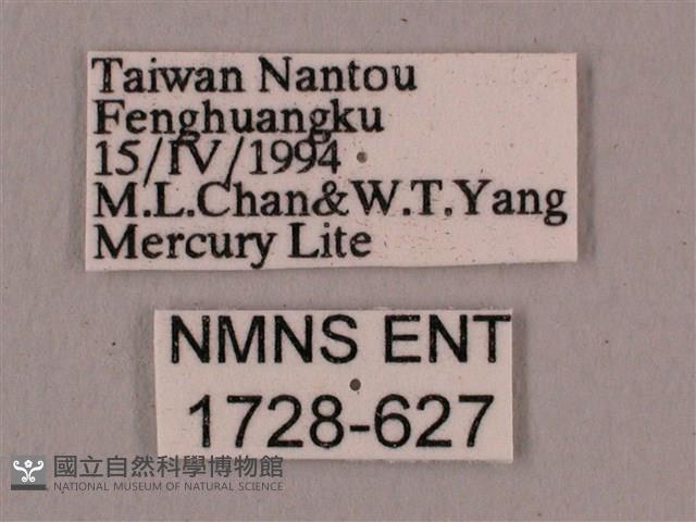 直翅六點天蛾藏品圖，第3張