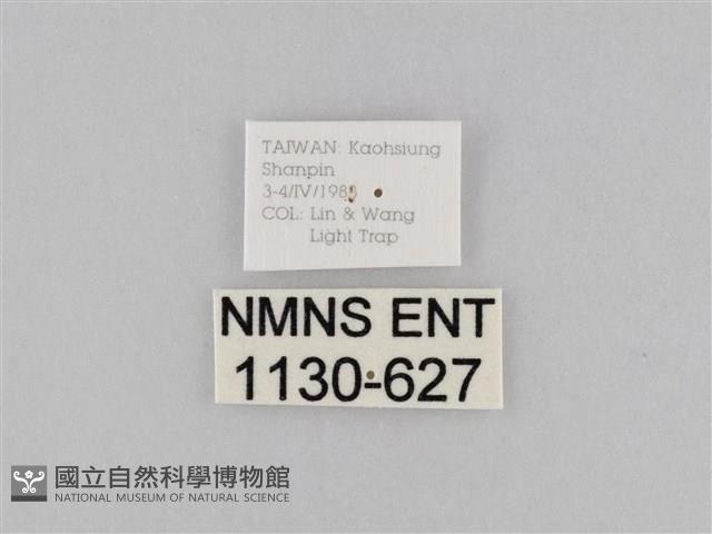 橙擬燈蛾藏品圖，第3張