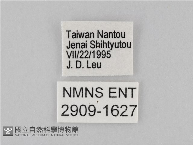 小波眼蝶藏品圖，第3張
