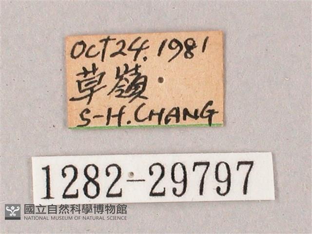 雙斑白肩天蛾藏品圖，第3張