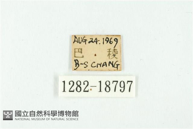 虎灰蝶藏品圖，第3張