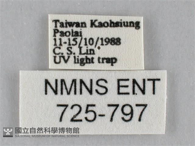 斜紋夜盜蛾藏品圖，第3張