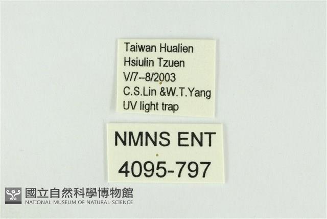 寬紋黃毒蛾藏品圖，第3張