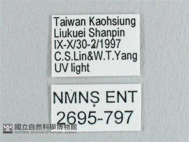 黃鉤蛾藏品圖，第3張