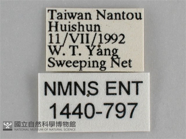 臺灣環蛺蝶藏品圖，第3張