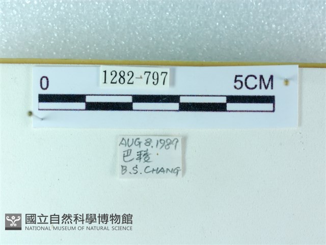 粉蝶燈蛾藏品圖，第3張