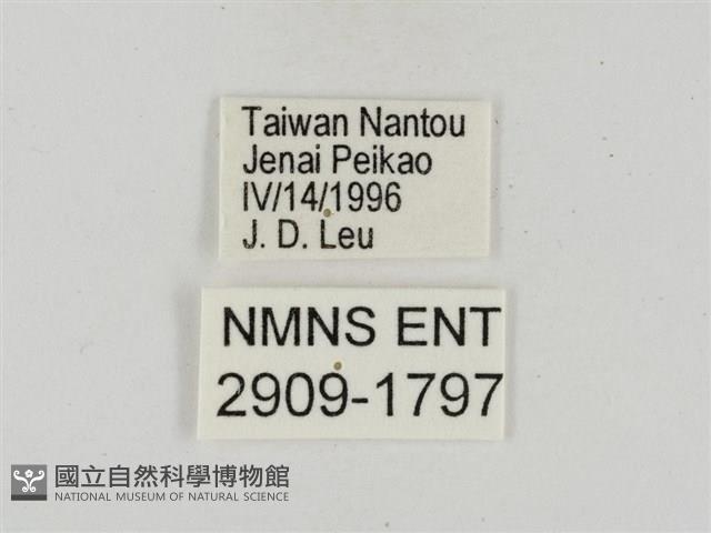 淡褐脈粉蝶藏品圖，第3張