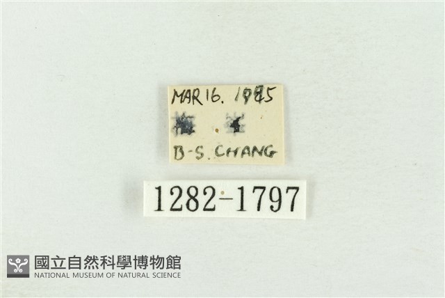 棍棒污燈蛾藏品圖，第3張