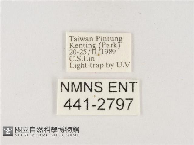 小白紋毒蛾藏品圖，第3張