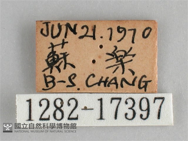 細帶環蛺蝶藏品圖，第3張