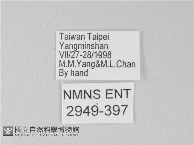 淡青雅波灰蝶藏品圖，第3張