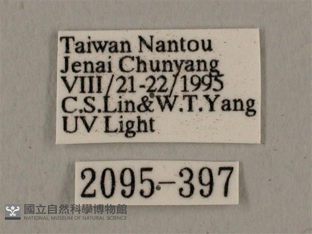 廣東鷹翅天蛾藏品圖，第3張