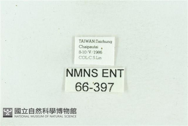 菊池污燈蛾藏品圖，第3張