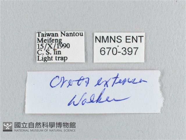 銀端帶鉤蛾藏品圖，第3張