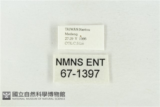 印華波紋蛾藏品圖，第3張