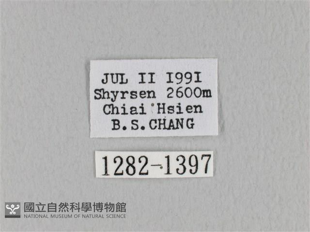 褐斜帶枯葉蛾藏品圖，第3張