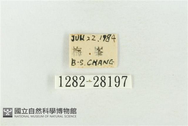 連珠波紋蛾藏品圖，第3張