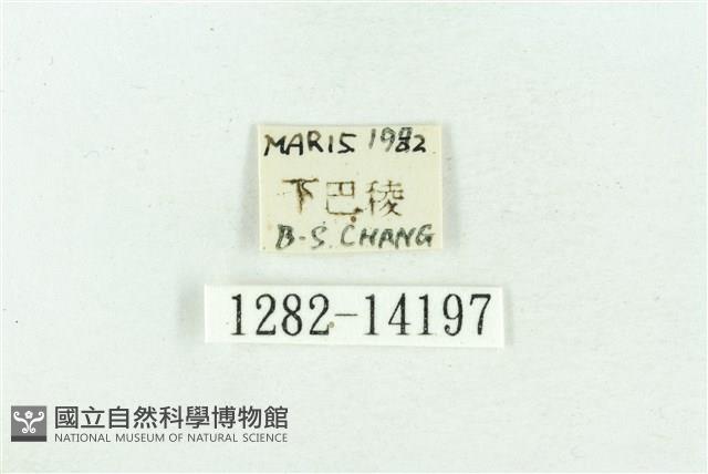 粉紅帶散紋夜蛾藏品圖，第3張