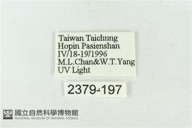 連珠波紋蛾藏品圖，第3張