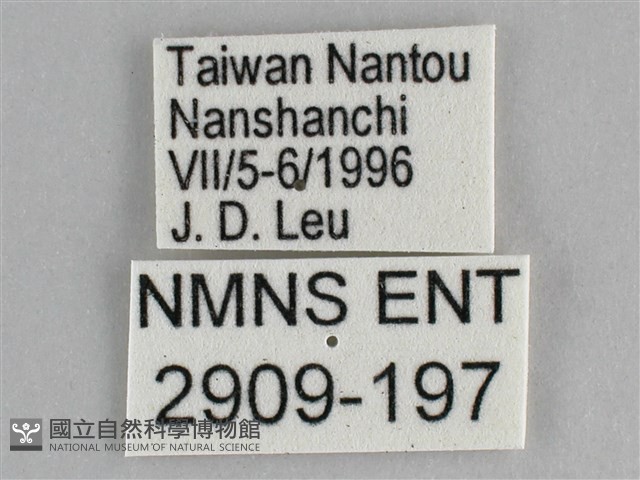 細帶環蛺蝶藏品圖，第3張