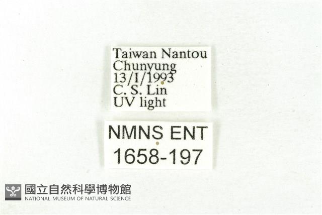 樹形尺蛾藏品圖，第3張