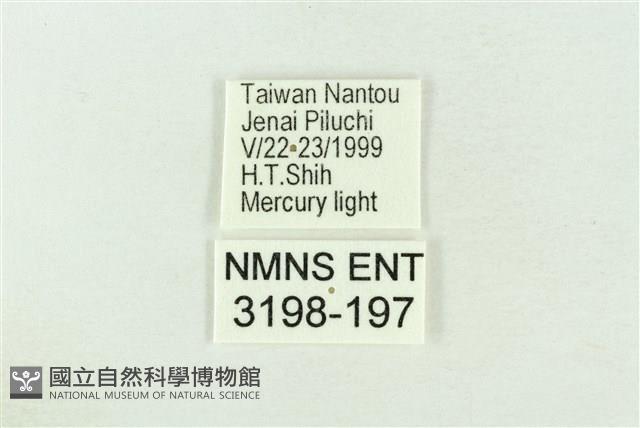 棍棒污燈蛾藏品圖，第3張