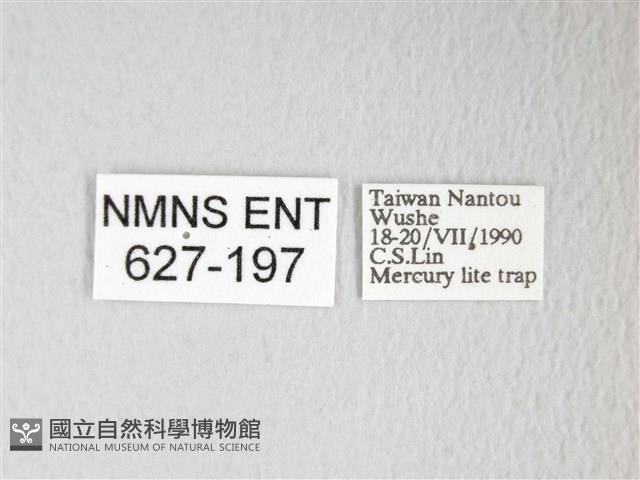 圓翅大鉤蛾藏品圖，第3張