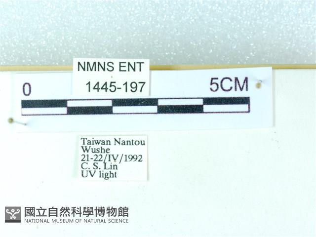 粉蝶燈蛾藏品圖，第3張