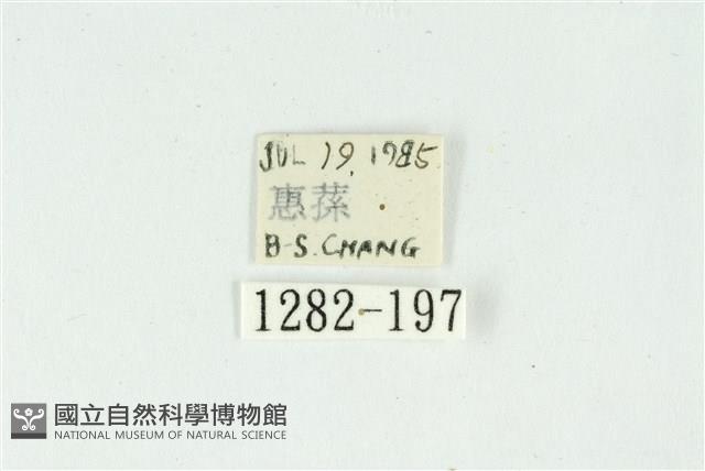 白斑散紋夜蛾藏品圖，第3張