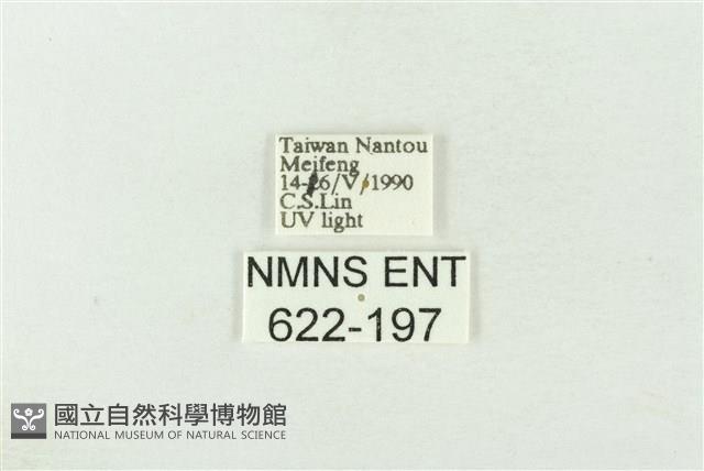 棍棒污燈蛾藏品圖，第3張