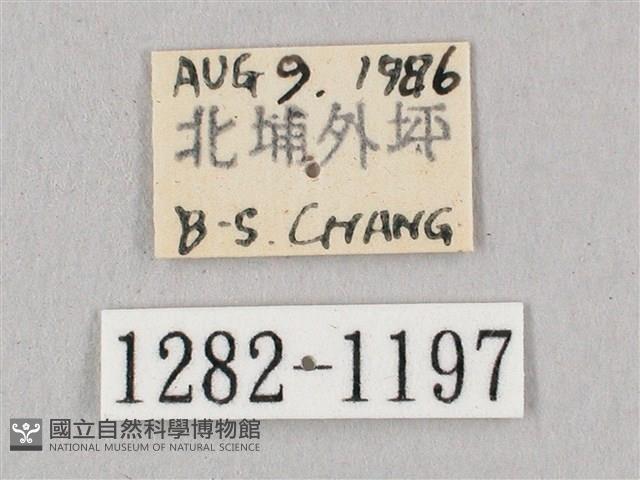 黑角六點天蛾藏品圖，第3張